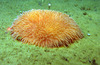 Liponema multicorne