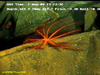 Brisingid