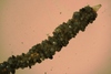Oweniidae sp.