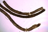 Oweniidae sp.