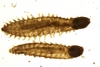 Sphaerodoridae sp.