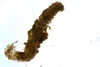Spionidae sp.