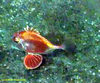 Red dory