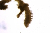 Spionidae sp.
