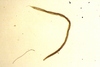 Nematoda spp.