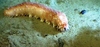 Parastichopus sp.