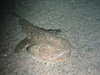 Monkfish