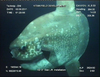 Sunfish