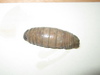 Aega sp.