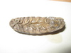 Aega sp.