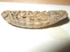 Aega sp.