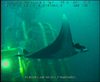 Manta Rays off Angola