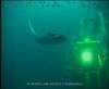 Manta Rays off Angola