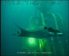 Manta Rays off Angola