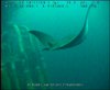 Manta Rays off Angola