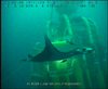 Manta Rays off Angola