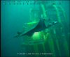Manta Rays off Angola