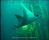 Manta Rays off Angola