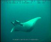 Manta Rays off Angola