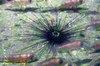 Diadema urchin