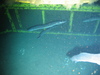 Conger conger