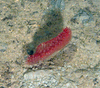 Pennatula phosphorea