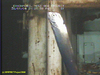 Ribbon fish