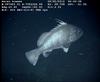 Warsaw Grouper - Epinephelus nigritus