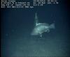 Warsaw Grouper - Epinephelus nigritus