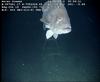 Warsaw Grouper - Epinephelus nigritus