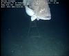 Warsaw Grouper - Epinephelus nigritus