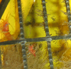 Decapod (prawn)