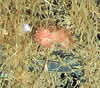 Nudibranch