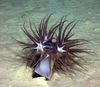Actinernus