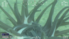 Actinernus