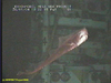 Unidentified tetraodontid fish