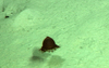 Benthocodon sp.
