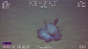 Grimpoteuthis sp.