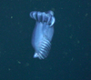 Swimming sea cucumber