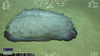 Benthothuria sp