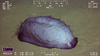 Benthothuria sp