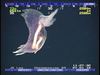 Swimming sea cucumber
