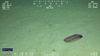 Benthodytes sp