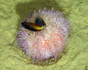 Sea Urchin