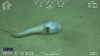 Ophidioid fish