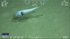 Ophidioid fish