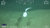 Ophidioid fish