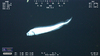 Ophidioid fish