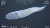 Ophidioid fish