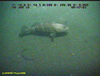 Black grouper